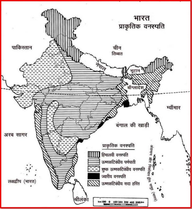 प्राकृतिक वनस्पति