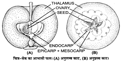 उद्यान विज्ञान